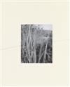 GOSSAGE, JOHN. The Things that Animals Care About, And.